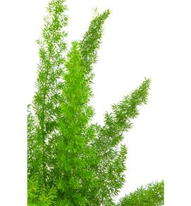 Esparraguera meyeri 70 x50t - ESPMEY