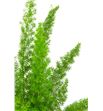 Esparraguera meyeri 70 x50t - ESPMEY1