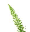Esparraguera meyeri 70 x50t - ESPMEY2