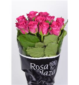 Rosa hol. orchestra 70 - RGRORC