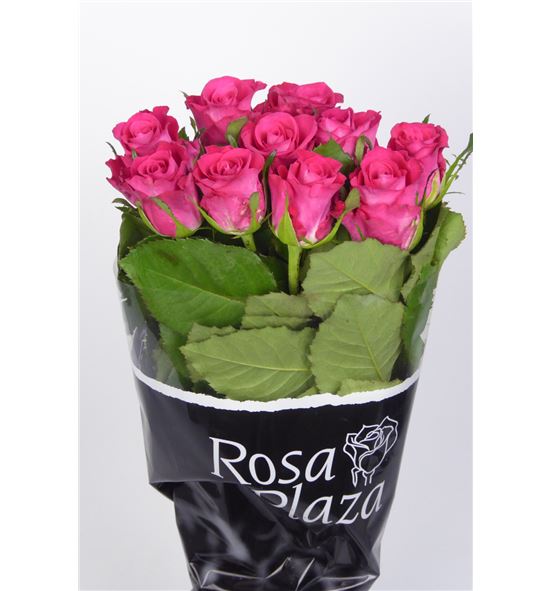Rosa hol. orchestra 70 - RGRORC