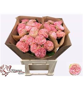 Rosa hol springfield park 50 - RGRSPRPAR