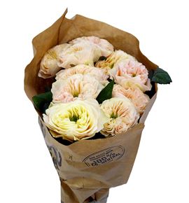 Rosa hol stanley abbey 50 - RGRSTAABB