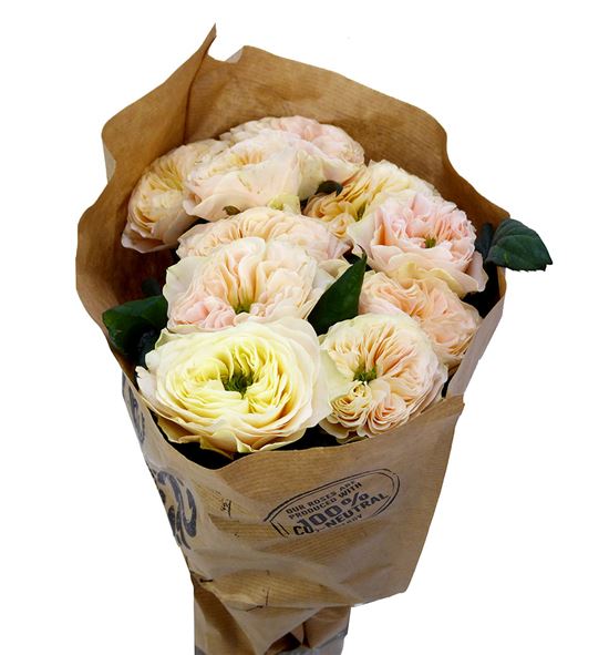 Rosa hol stanley abbey 50 - RGRSTAABB