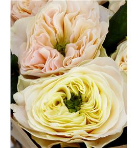 Rosa hol stanley abbey 50 - RGRSTAABB