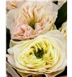 Rosa hol stanley abbey 50 - RGRSTAABB1