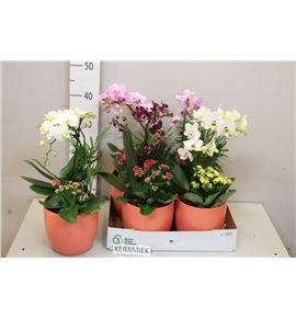 Pl. composicion planta interior 45cm x4 - COMPLAINT41945