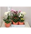 Pl. composicion planta interior 45cm x4 - COMPLAINT41945