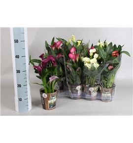 Pl. zantedeschia mixta 45cm x8 - ZANMIX81340
