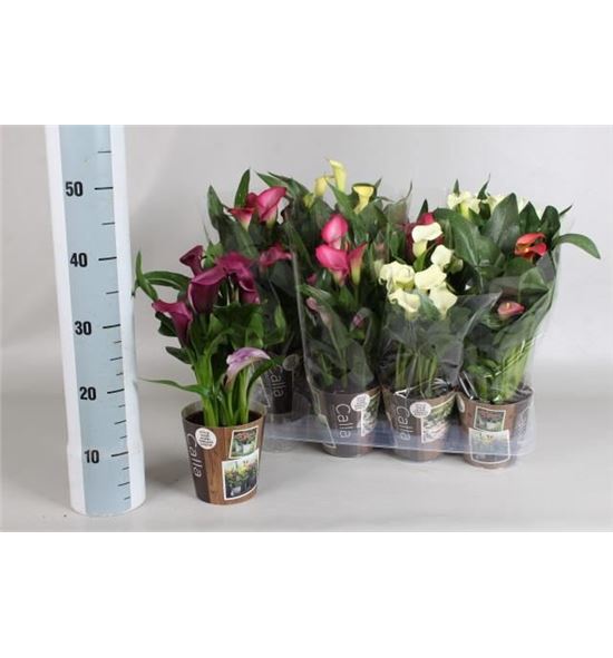 Pl. zantedeschia mixta 45cm x8 - ZANMIX81340