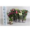 Pl. zantedeschia mixta 45cm x8 - ZANMIX81340