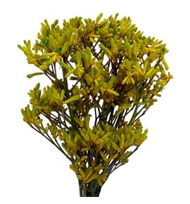 Anigoz bush gold 70 - ANIYEL