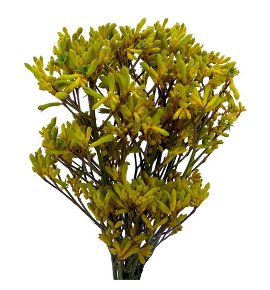 Anigoz bush gold 70 - ANIYEL