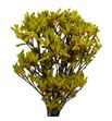 Anigoz bush gold 70 - ANIYEL