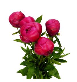 Paeonia belgravia x5 50 - PAEBEL