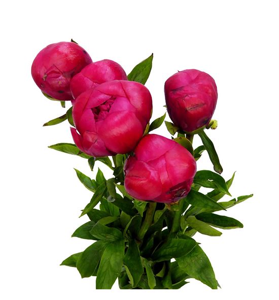 Paeonia belgravia x5 50 - PAEBEL