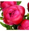 Paeonia belgravia x5 50 - PAEBEL1
