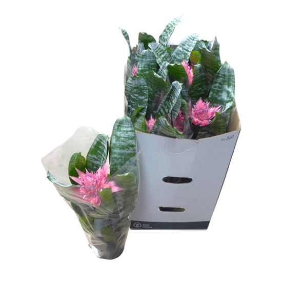Pl. aechmea diverso 50cm x7 - ACHDIV71550