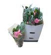 Pl. aechmea diverso 50cm x7 - ACHDIV71550