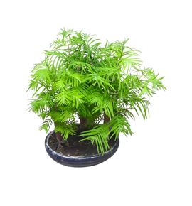 Pl. bonsai diverso 30cm x6 - BONDIV61530