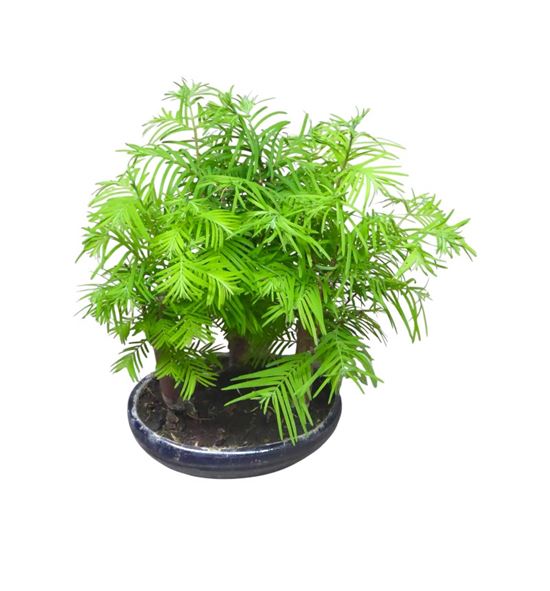 Pl. bonsai diverso 30cm x6 - BONDIV61530