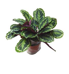 Pl. calathea medallion 70cm x1 - CALMED12470