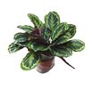 Pl. calathea medallion 70cm x1 - CALMED12470
