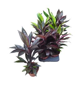 Pl. cordyline mixto 45cm x8 - CORMIX81345