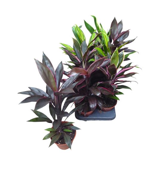 Pl. cordyline mixto 45cm x8 - CORMIX81345