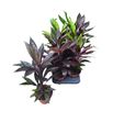 Pl. cordyline mixto 45cm x8 - CORMIX81345