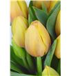 Tulipan marit 39 - TULMAR2