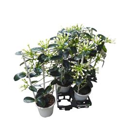 Pl. stephanotis floribunda 65cm x6 - STEFLOR61765