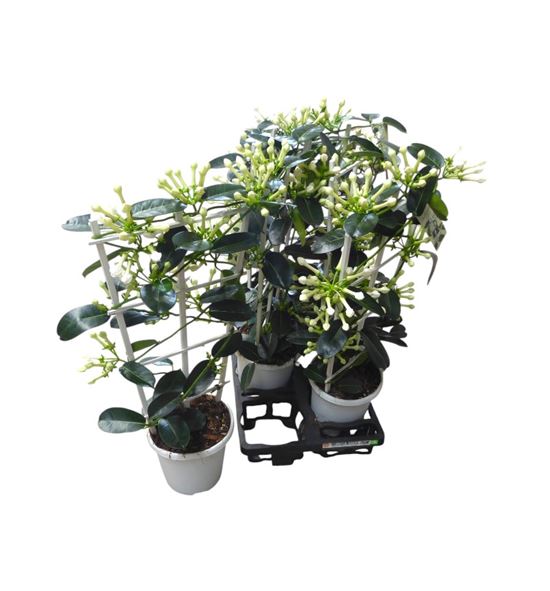 Pl. stephanotis floribunda 65cm x6 - STEFLOR61765