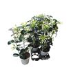 Pl. stephanotis floribunda 65cm x6 - STEFLOR61765