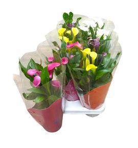 Pl. zantedeschia mixta 45cm x7 - ZANMIX71445