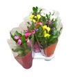 Pl. zantedeschia mixta 45cm x7 - ZANMIX71445