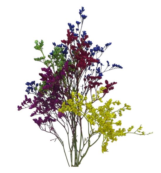 Limonium teñido mixto - LIMTENMIX