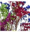 Limonium teñido mixto - LIMTENMIX1
