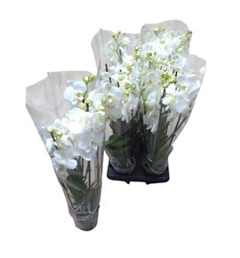 Pl. phalaenopsis white 5t 60cm x6 - PHAWHI612605