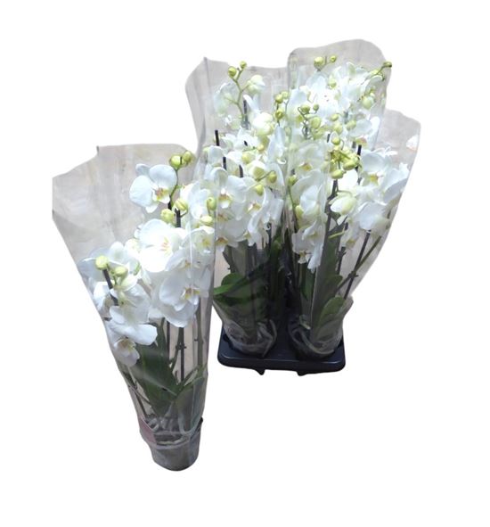 Pl. phalaenopsis white 5t 60cm x6 - PHAWHI612605