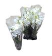 Pl. phalaenopsis white 5t 60cm x6 - PHAWHI612605