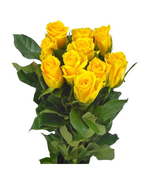 Rosa hol la dorada 60 - RGRLADOR