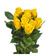 Rosa hol la dorada 60 - RGRLADOR
