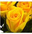Rosa hol la dorada 60 - RGRLADOR1