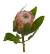 Protea susara 50 - PROSUS