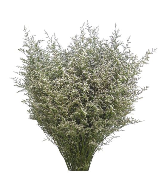 Limonium misty nero 75 - LISCHIMISNER