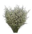 Limonium misty nero 75 - LISCHIMISNER