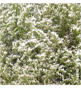 Limonium misty nero 75 - LISCHIMISNER