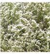 Limonium misty nero 75 - LISCHIMISNER1