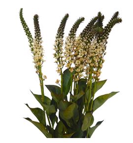 Lysimachia tofee 80 - LYSTOF